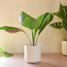 Load image into Gallery viewer, Aviva Planter - Ivory White