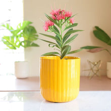 Load image into Gallery viewer, Aviva Planter - Yellow