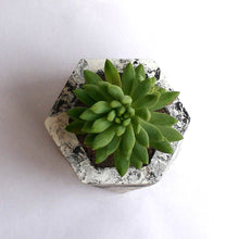 Load image into Gallery viewer, Paradox Hexagon (2) Cement Planter / Vase / Flower Pot / Home decor-Home Décor-Claymango.com