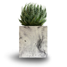 Load image into Gallery viewer, Paradox Rectangle Cement Planter / Vase / Flower Pot / Home decor-Home Décor-Claymango.com