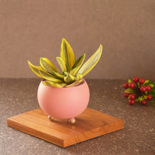 Load image into Gallery viewer, Green Minicules-Kitchen Accessories-Claymango.com