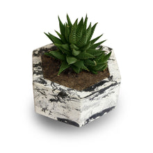 Load image into Gallery viewer, Paradox Hexagon Cement Planter / Vase / Flower Pot / Home decor-Home Décor-Claymango.com