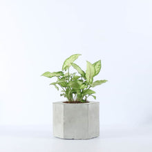 Load image into Gallery viewer, Hexa conc table top Planter (plant not included)-Home Décor-Claymango.com