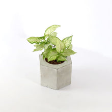 Load image into Gallery viewer, Hexa conc table top Planter (plant not included)-Home Décor-Claymango.com