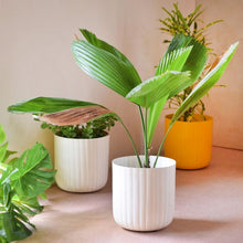 Load image into Gallery viewer, Aviva Planter - Ivory White
