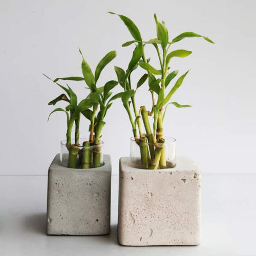 Greenin-Concrete table-top planter-Home Décor-Claymango.com
