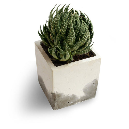 Paradox Rectangle (2) Cement Planter / Vase / Flower Pot / Home decor-Home Décor-Claymango.com