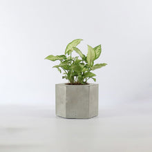 Load image into Gallery viewer, Hexa conc table top Planter (plant not included)-Home Décor-Claymango.com
