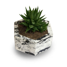 Load image into Gallery viewer, Paradox Hexagon Cement Planter / Vase / Flower Pot / Home decor-Home Décor-Claymango.com
