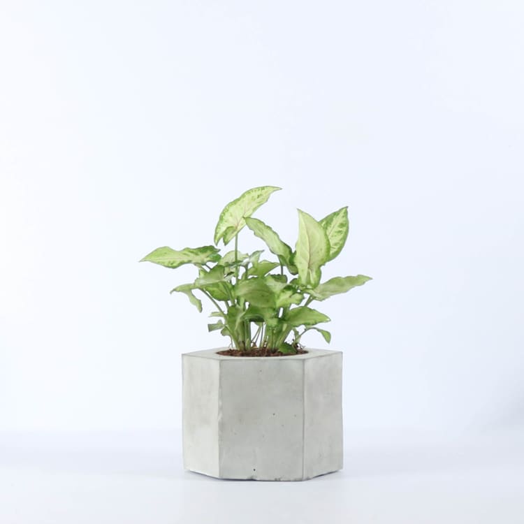 Hexa conc table top Planter (plant not included)-Home Décor-Claymango.com