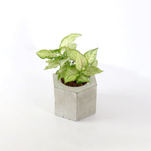 Load image into Gallery viewer, Hexa conc table top Planter (plant not included)-Home Décor-Claymango.com
