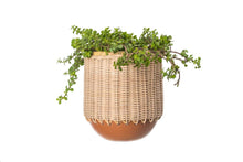 Load image into Gallery viewer, HERCULE  TERRACOTTA PLANTER
